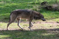 Wolf-129.jpg